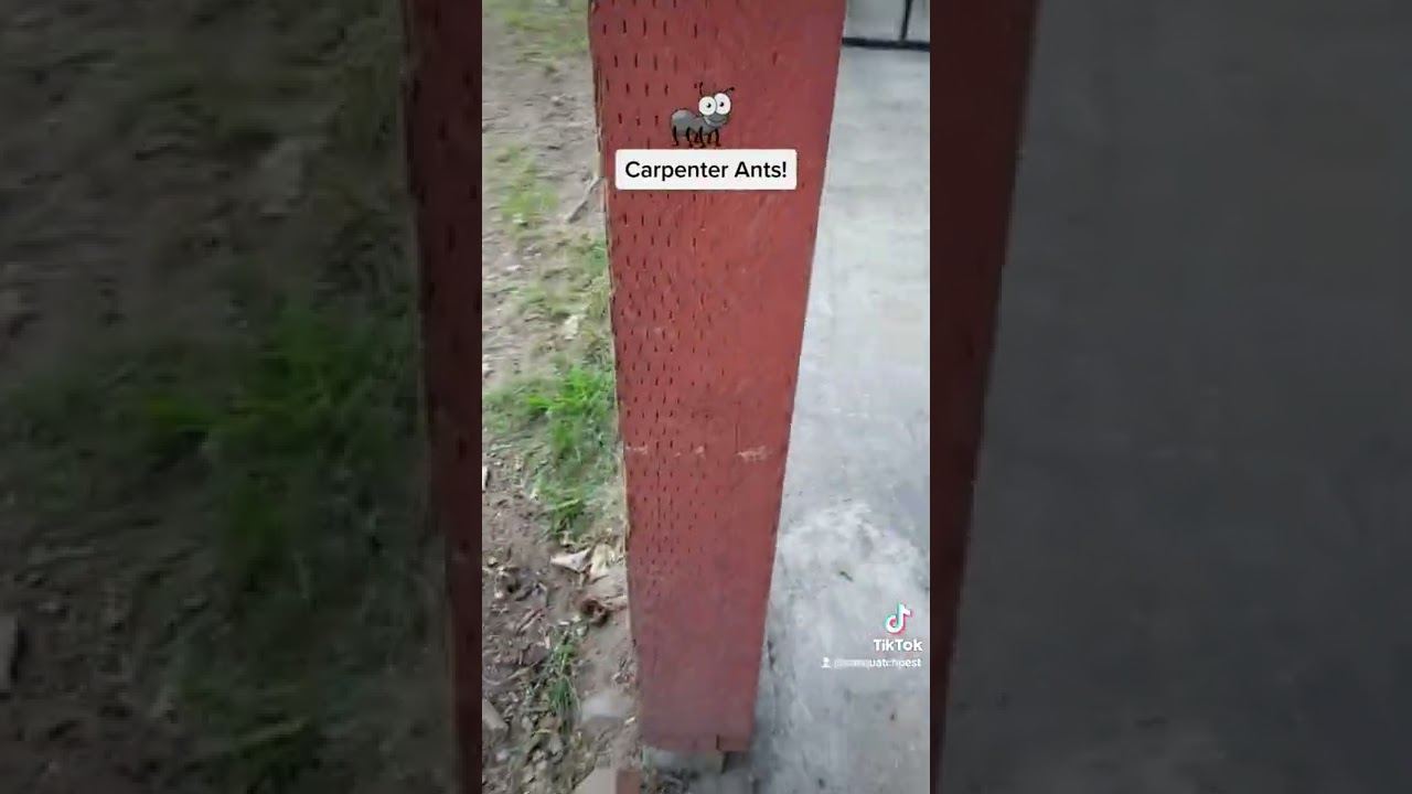 Opening frame of a Sasquatch Pest Control video about carpenter ants in Bellingham