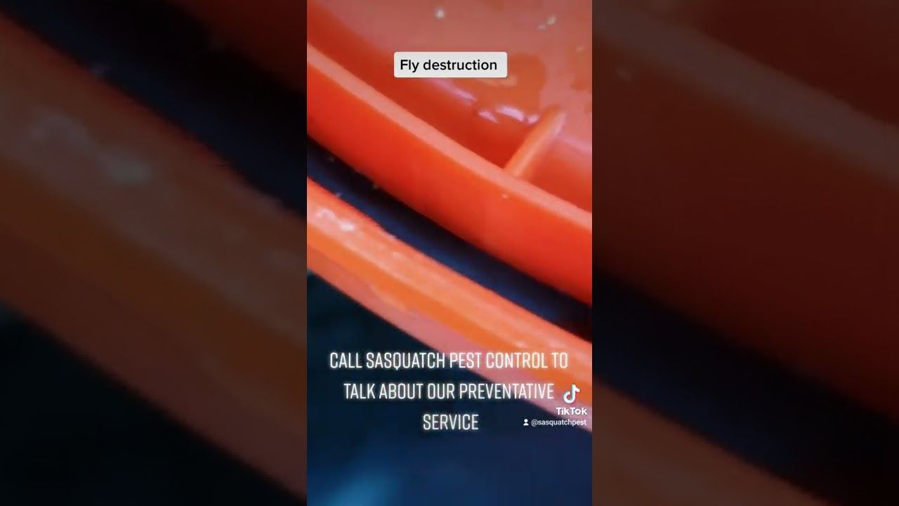 Opening frame of a Sasquatch Pest Control video about fly control in Bellingham