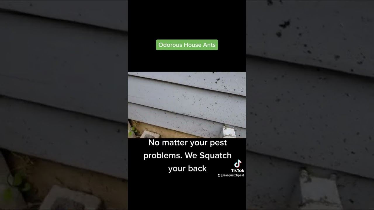 Opening frame of a Sasquatch Pest Control video about sugar ants in Bellingham