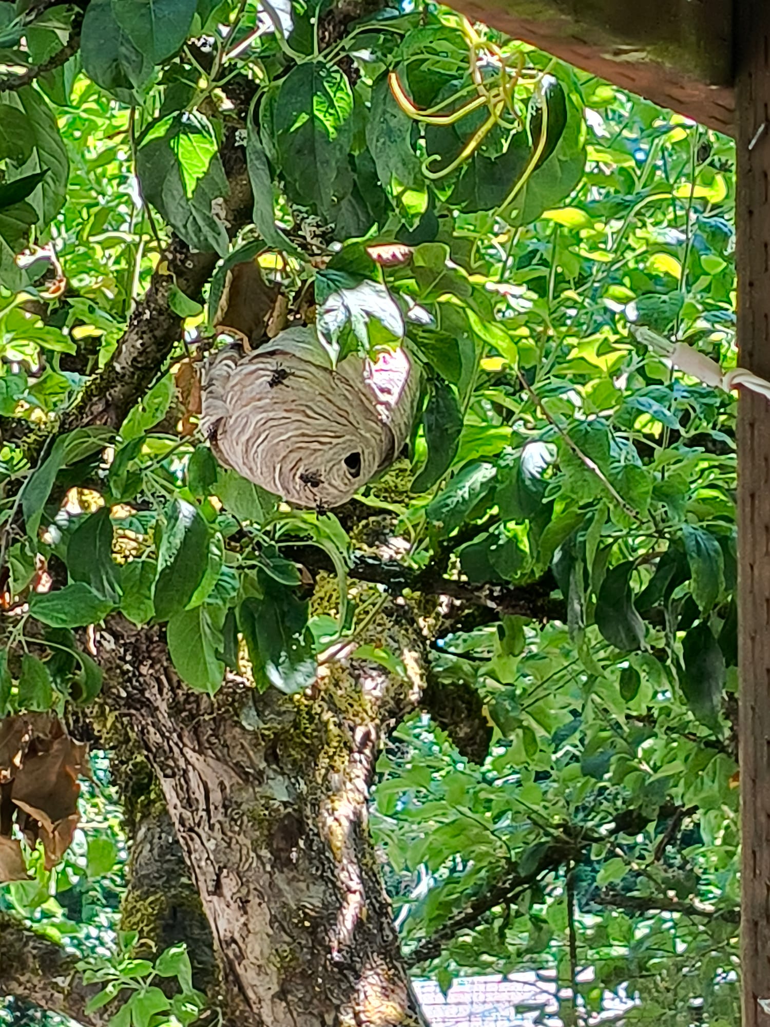 An active bald-faced hornet nest, gray paper with a round entrance hole and several black-and-white hornets on it, among green leaves in a tree, a porch post at the right edge of the frame