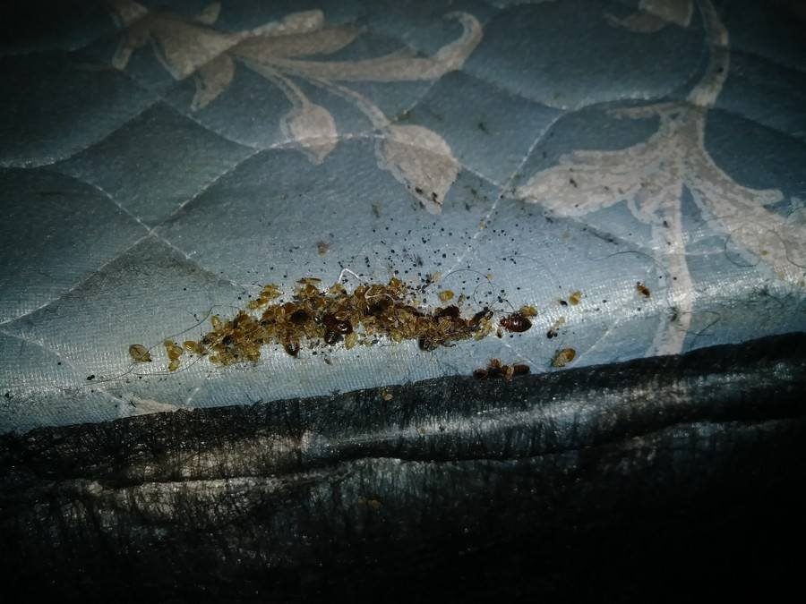 A folded mattress seam with several bed bugs along it and dark fecal spotting worked into the fabric