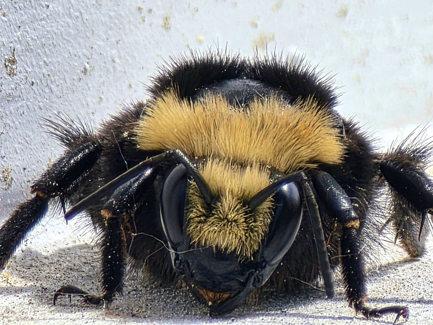 A close-up photograph of a bumblebee on a pale surface, its yellow and black banding clearly visible