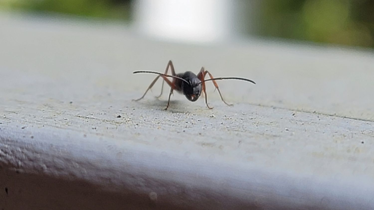 A close-up of a large dark ant on a pale painted surface, its head and thorax clearly visible