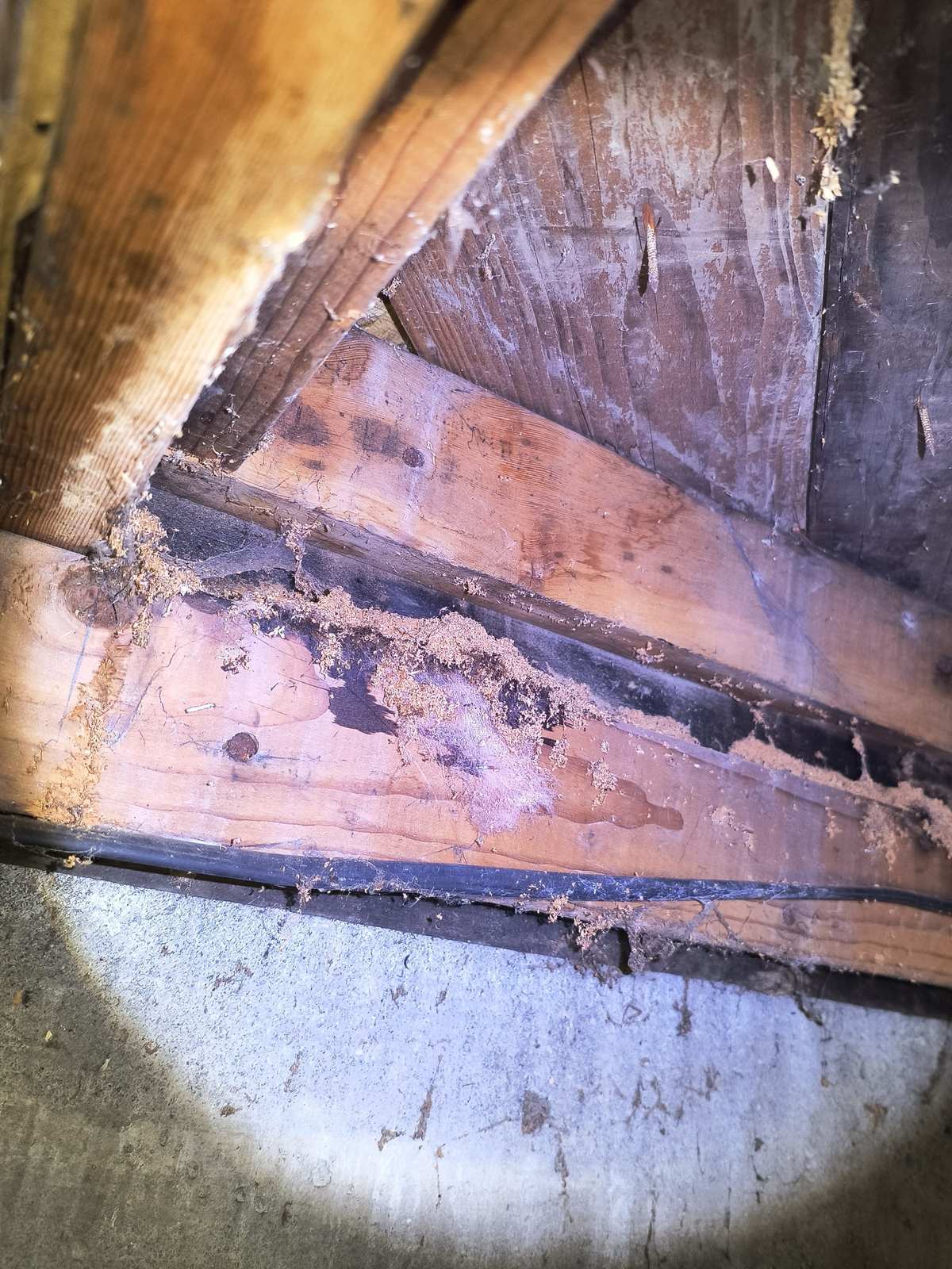 Pale fibrous debris banked along a wooden sill plate above a concrete foundation wall in a crawlspace, with more caught in the joint below it
