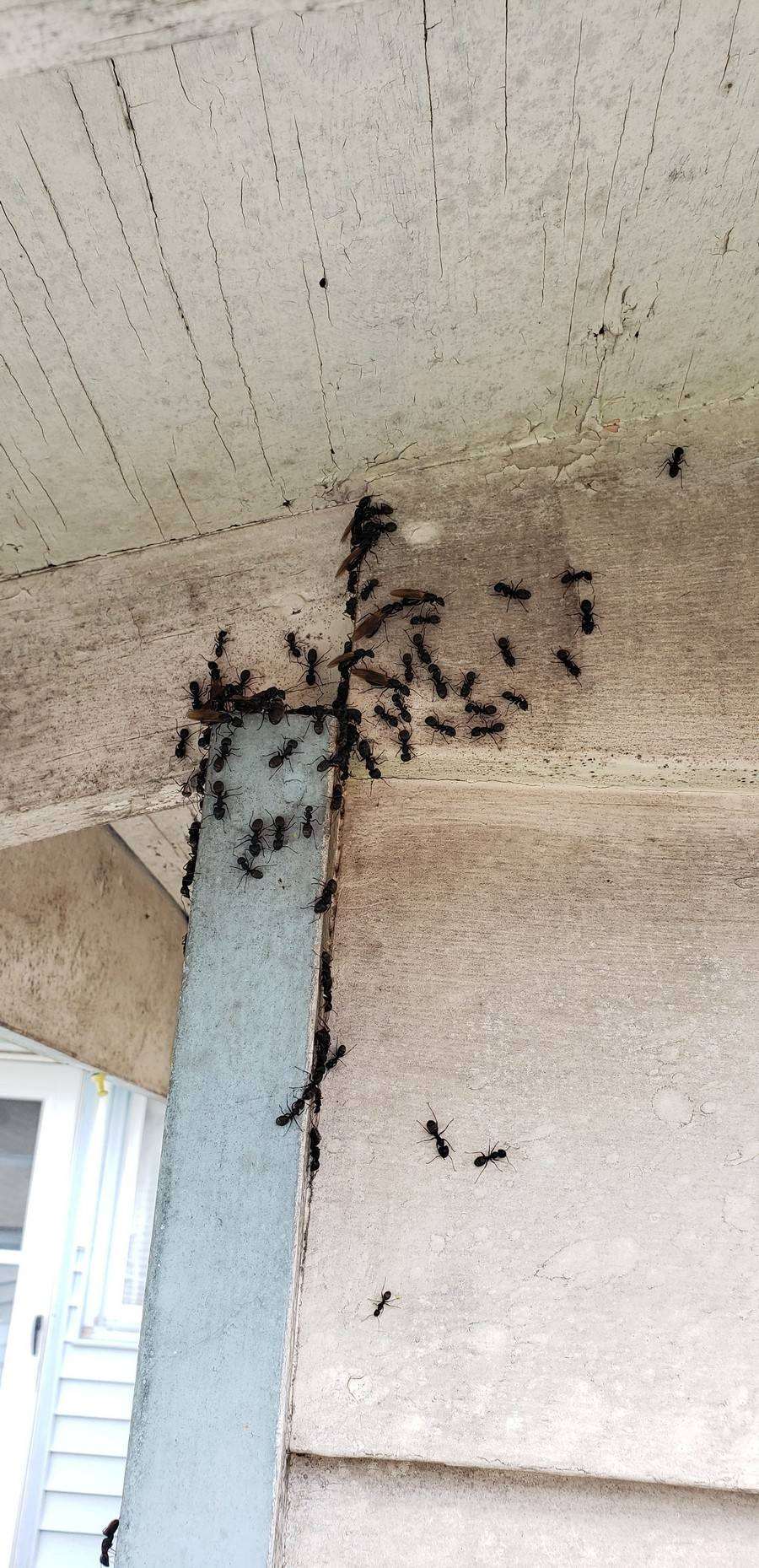 A column of large dark ants running up the painted corner where two shed walls meet