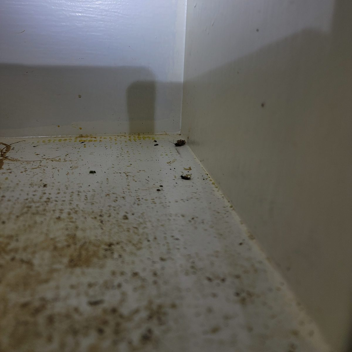 The inside corner of a white cabinet, its base and lower walls covered in dense brown speckling, with a few dead insects along the joint