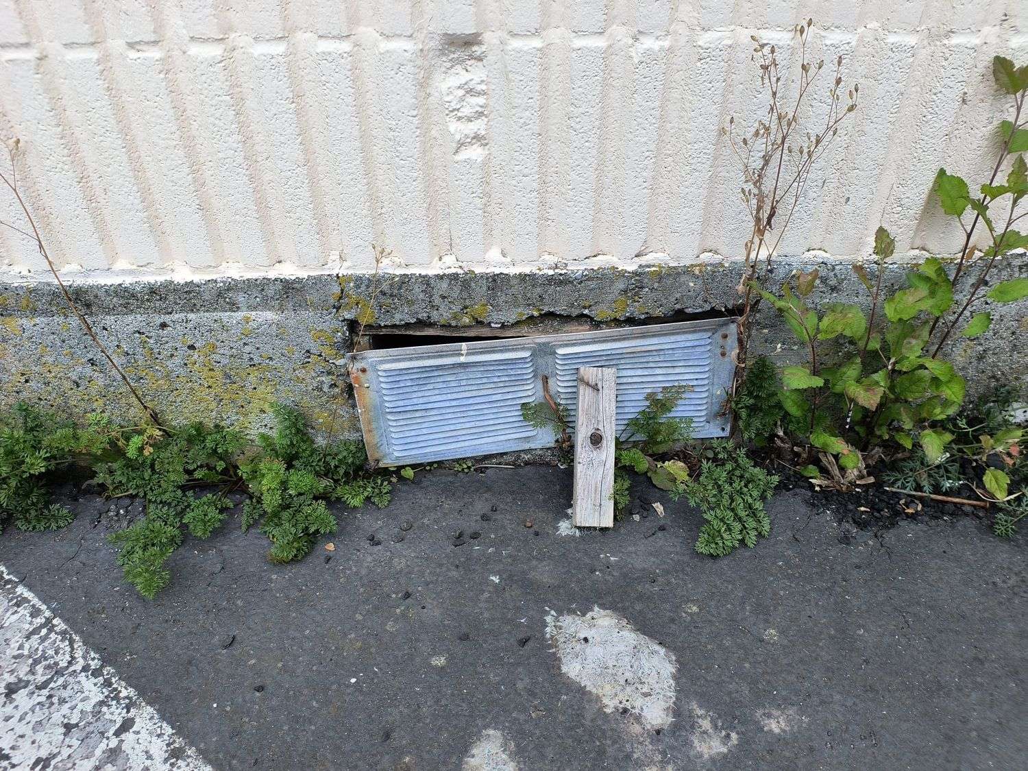 A foundation vent set low in a wall with its screen bent and damaged, weeds growing across the opening