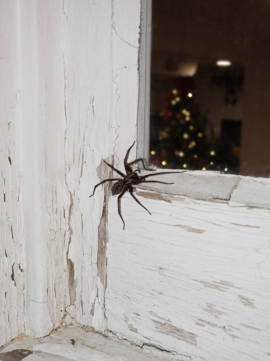 A large brown house spider resting on the painted frame of an old window at night, with a lit room visible through the glass