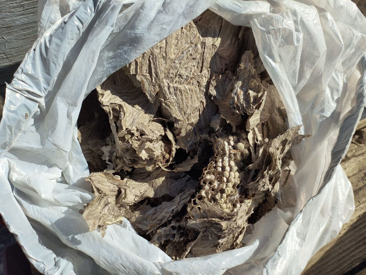 A layered paper wasp comb after removal, held in a plastic bag, its open cells visible from below