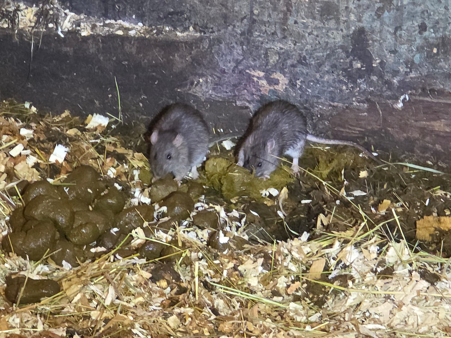 Two gray rats feeding on manure in wood-shaving bedding against the concrete wall of a horse stall
