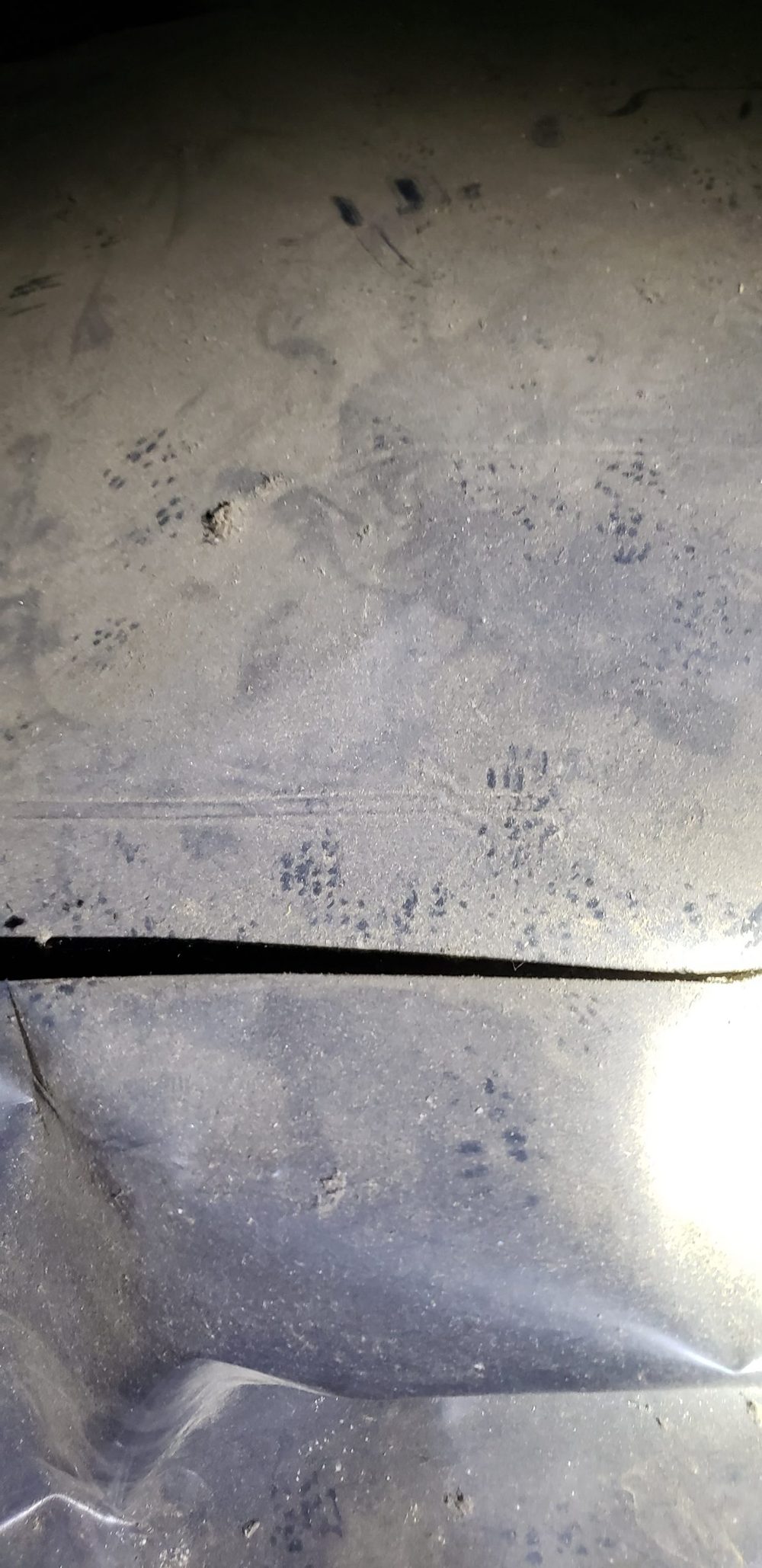 Clear four-toed footprints and tail drag marks pressed into the dust on a plastic crawlspace vapor barrier