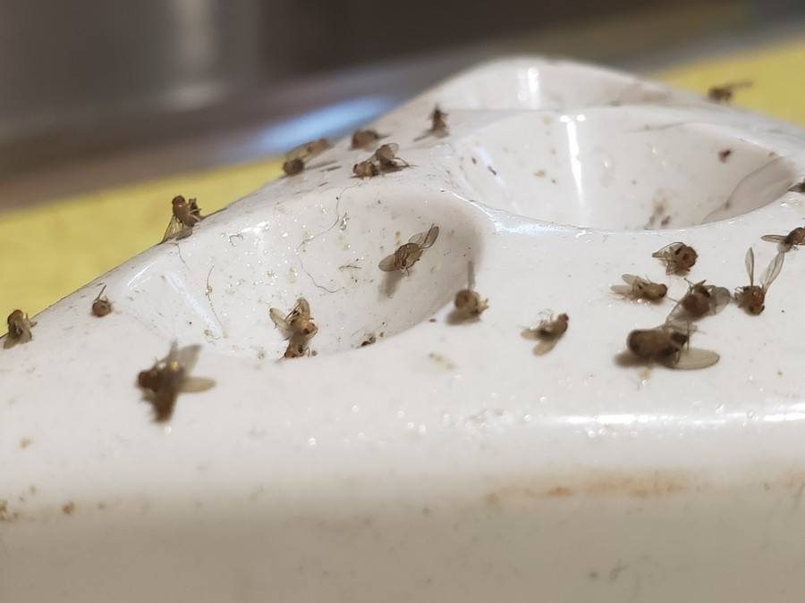 Several small flies resting on the white porcelain of a sink basin near the drain