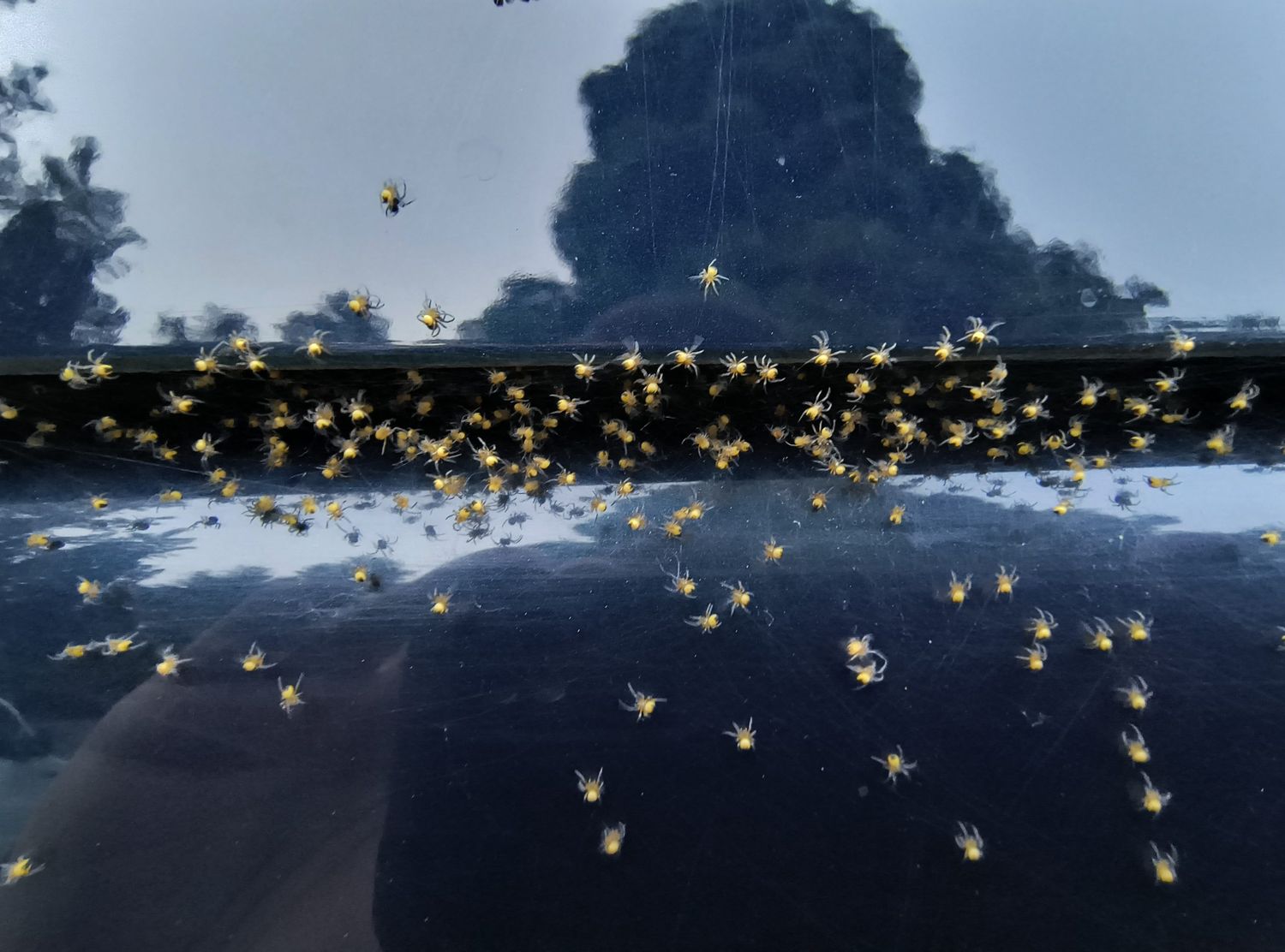 Dozens of small spiders spread across a reflective glass surface with trees mirrored behind them