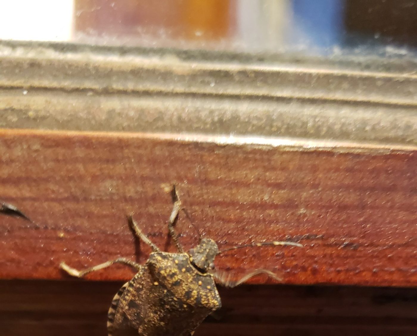 A brown shield-shaped stink bug clinging to the underside of a wooden window frame rail, with glass and a blurred interior below it