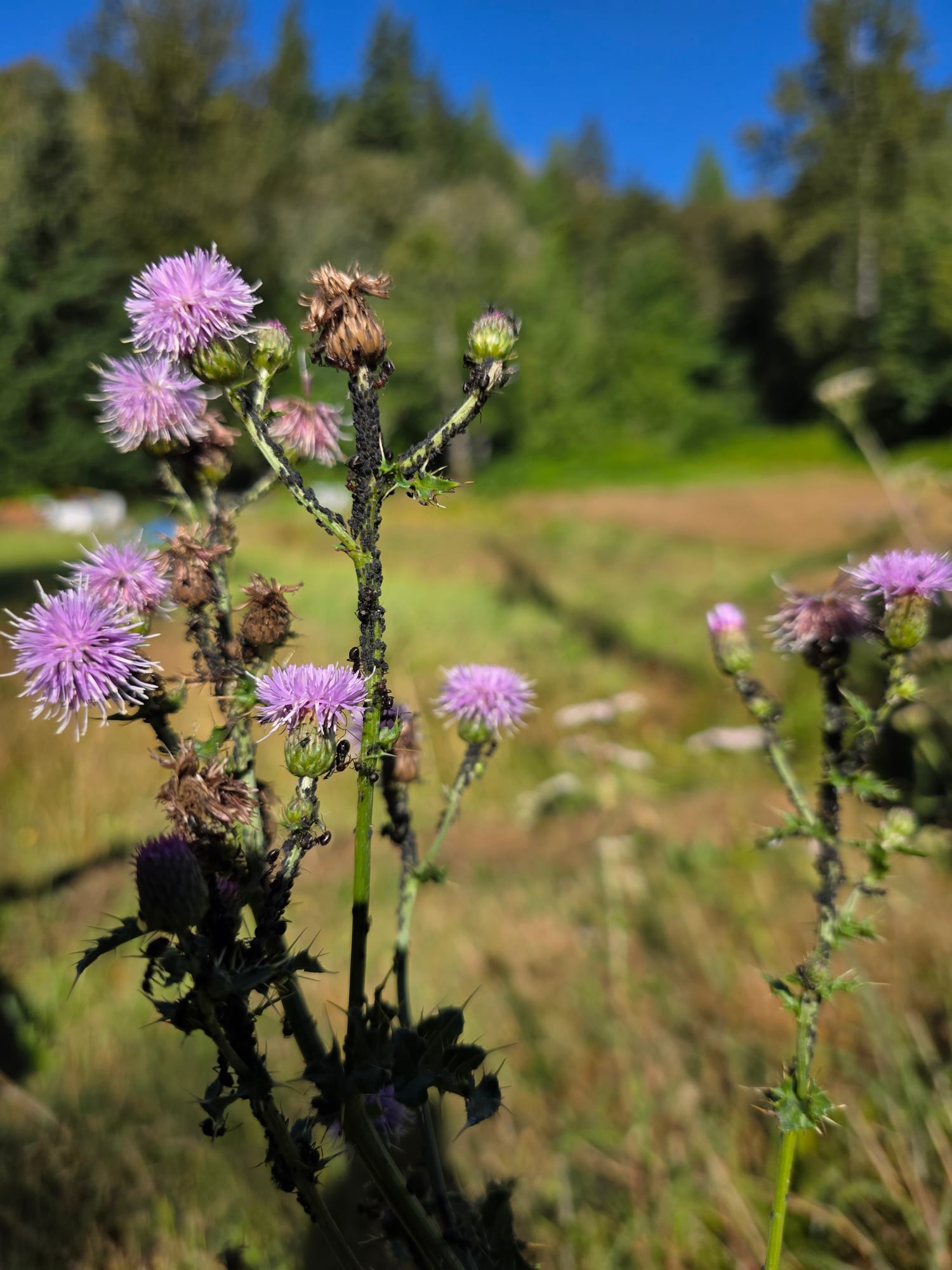 Dark ants moving along thistle stems crowded with black aphids, pink thistle flowers around them and a sunlit field behind