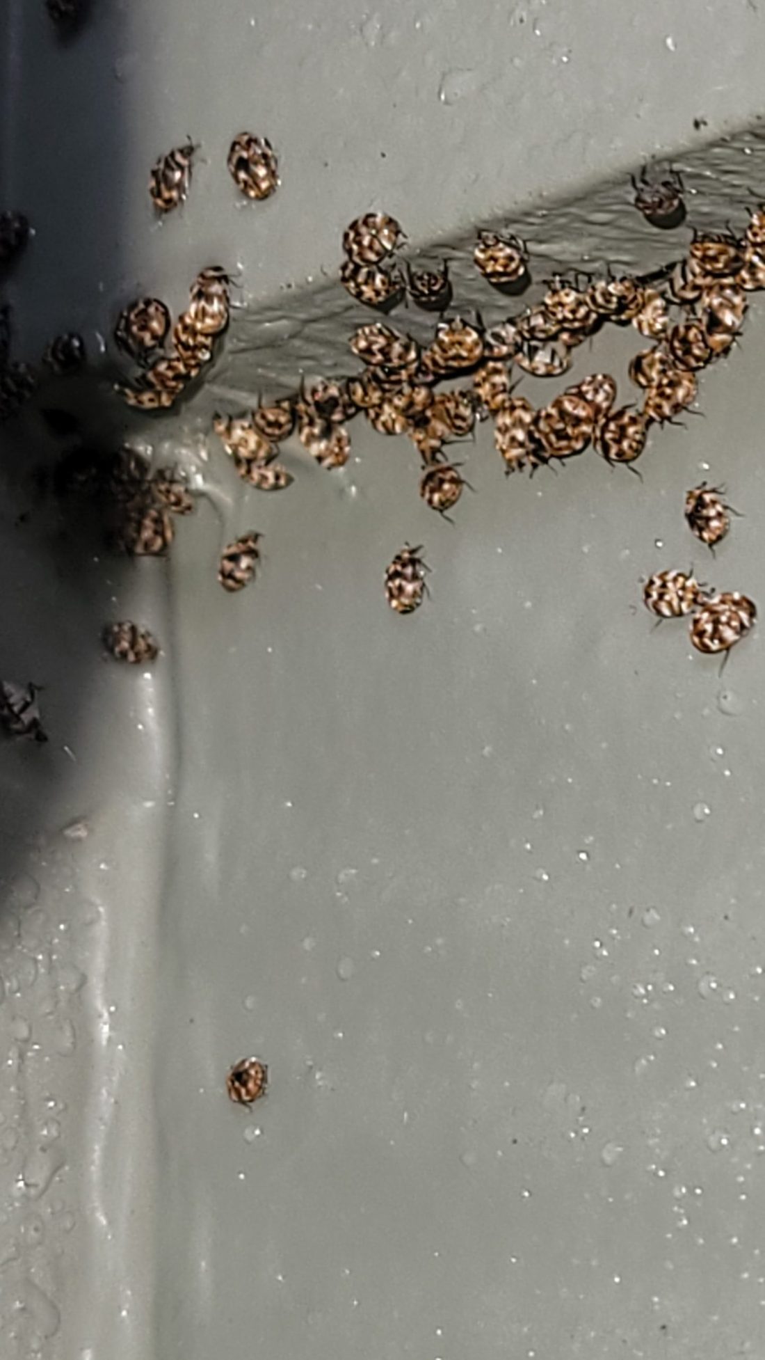 Dozens of small mottled brown and cream beetles gathered along a painted wall corner