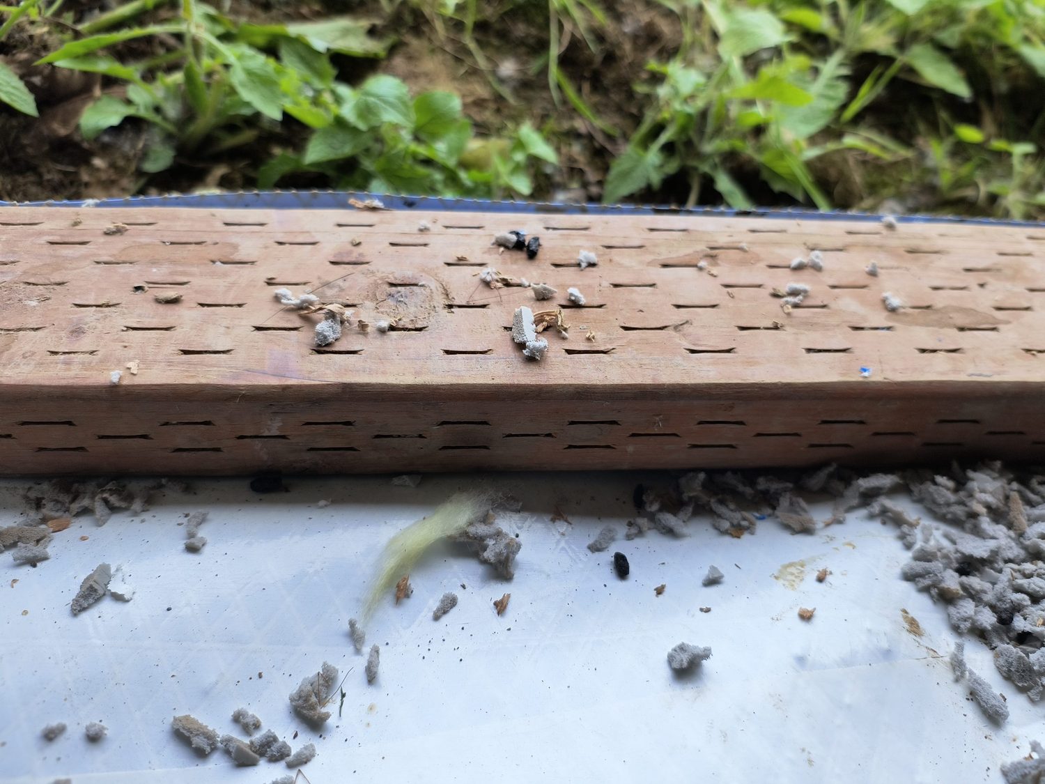 A length of milled wood lying on plastic sheeting, its face covered in small round exit holes, with piles of powdery frass fallen beneath it